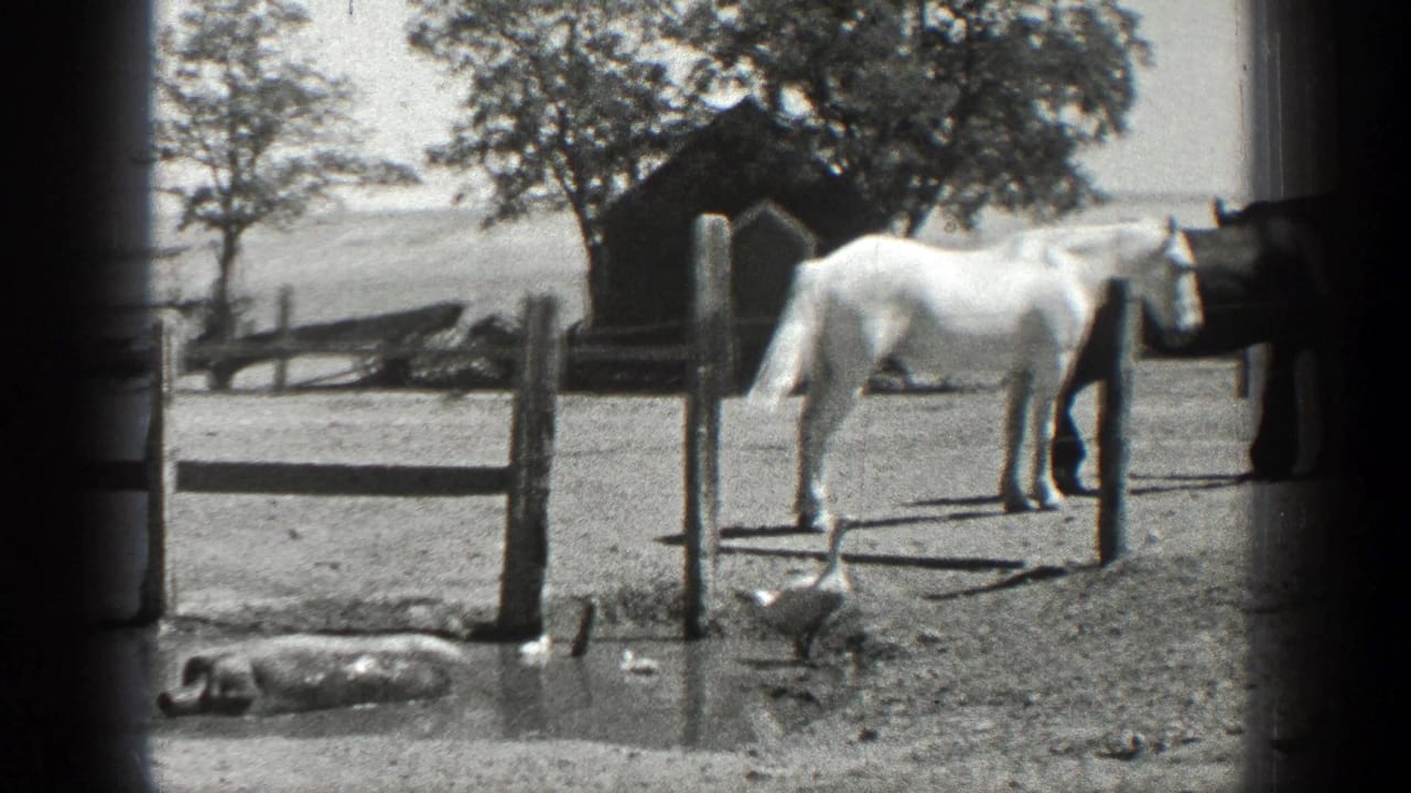 White horse near a fence with ducks and a small farm building behind it.