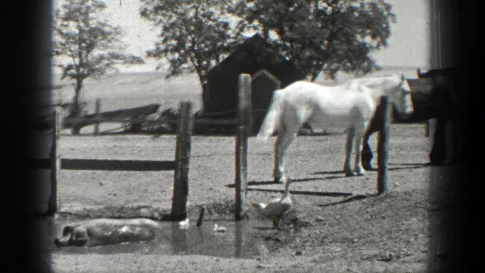 1936 California farmyard frame with a white horse by wooden fencing, ducks nearby, and a small barn or shed in back.