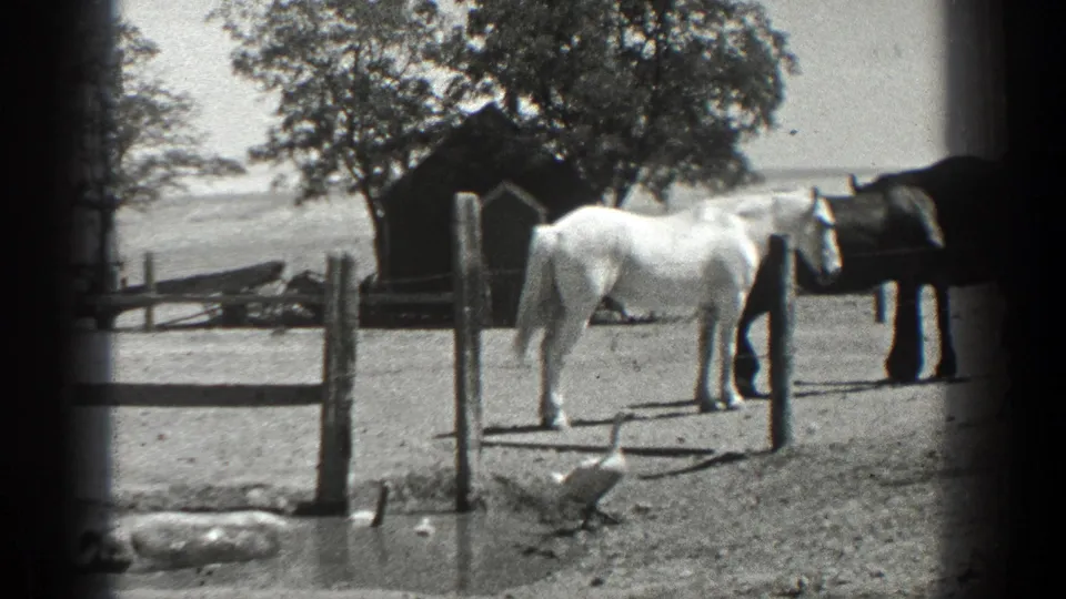 1936 California 8mm frame showing a white horse and dark horse at a fence while ducks cross the dirt yard.