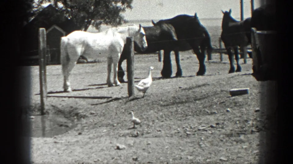 1936 California farmyard frame with white and dark horses lined by fencing as ducks walk across the foreground.