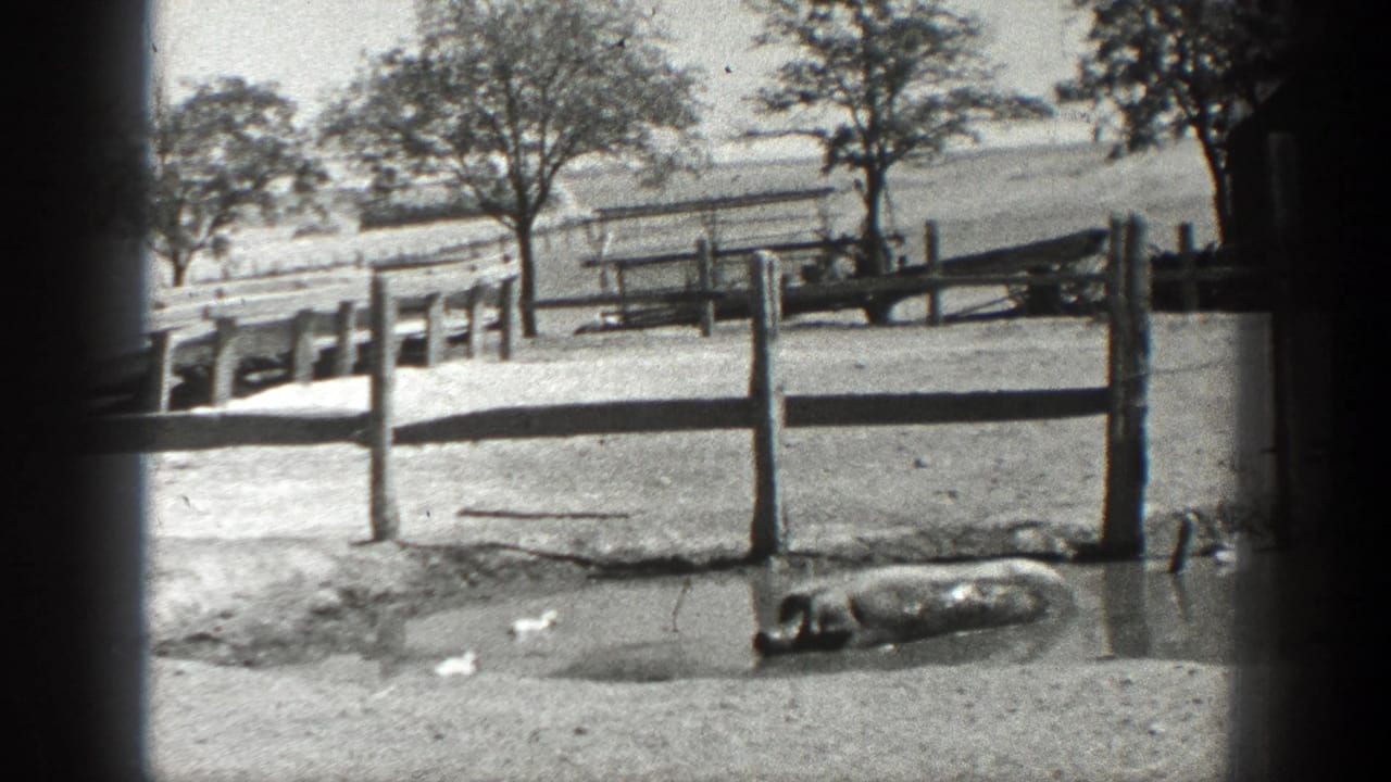 Pig lying in a muddy puddle beside wooden fencing and trees.