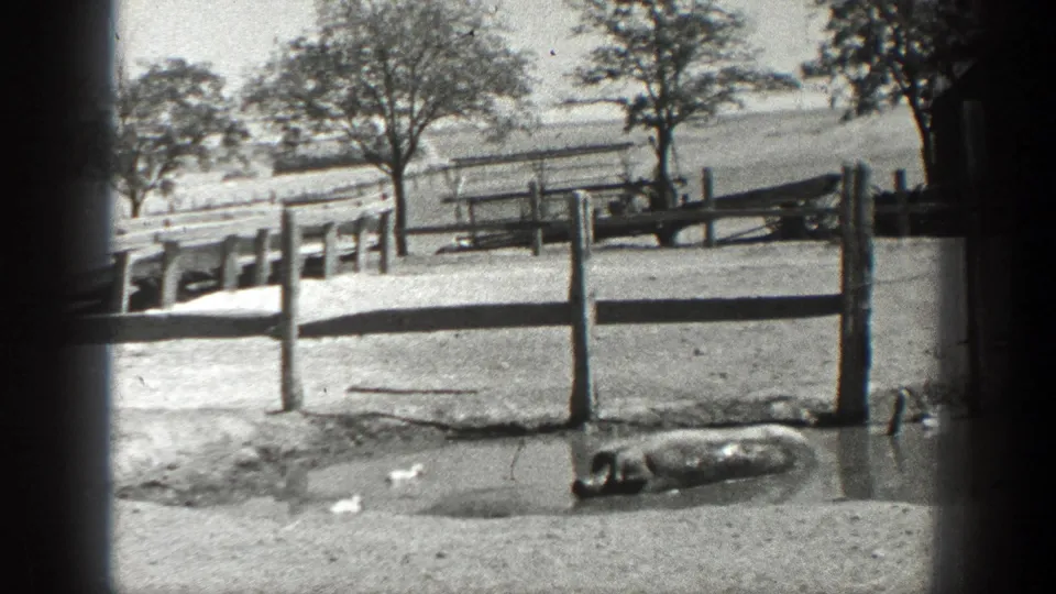 1936 California 8mm frame showing a pig wallowing near a rustic fence with trees beyond the enclosure.