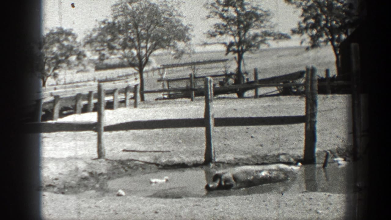 Pig in mud near fence posts with trees and open ground behind.