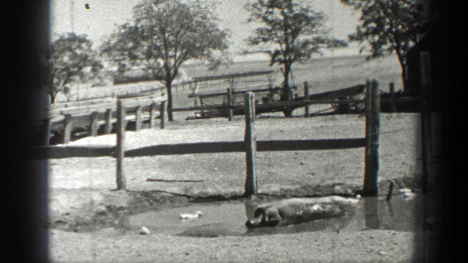 A pig remains in a muddy wallow near fence posts in grainy 1936 California home-movie footage.