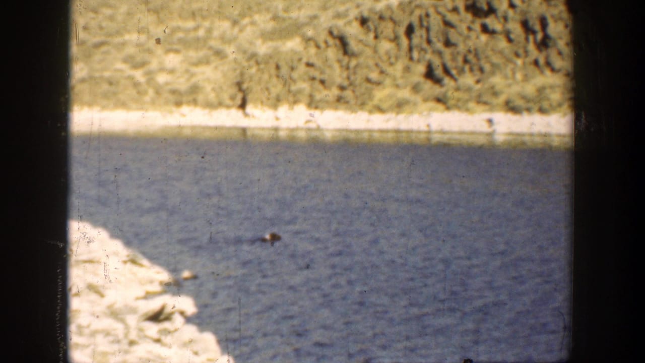 Small dark floating shape on blue water near a pale rocky shoreline.