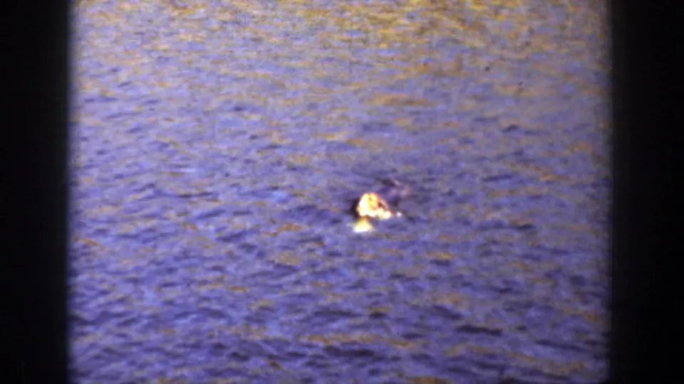 Closer 1936 California 8mm view of a pale, possibly wooden vessel or object floating on textured blue water.