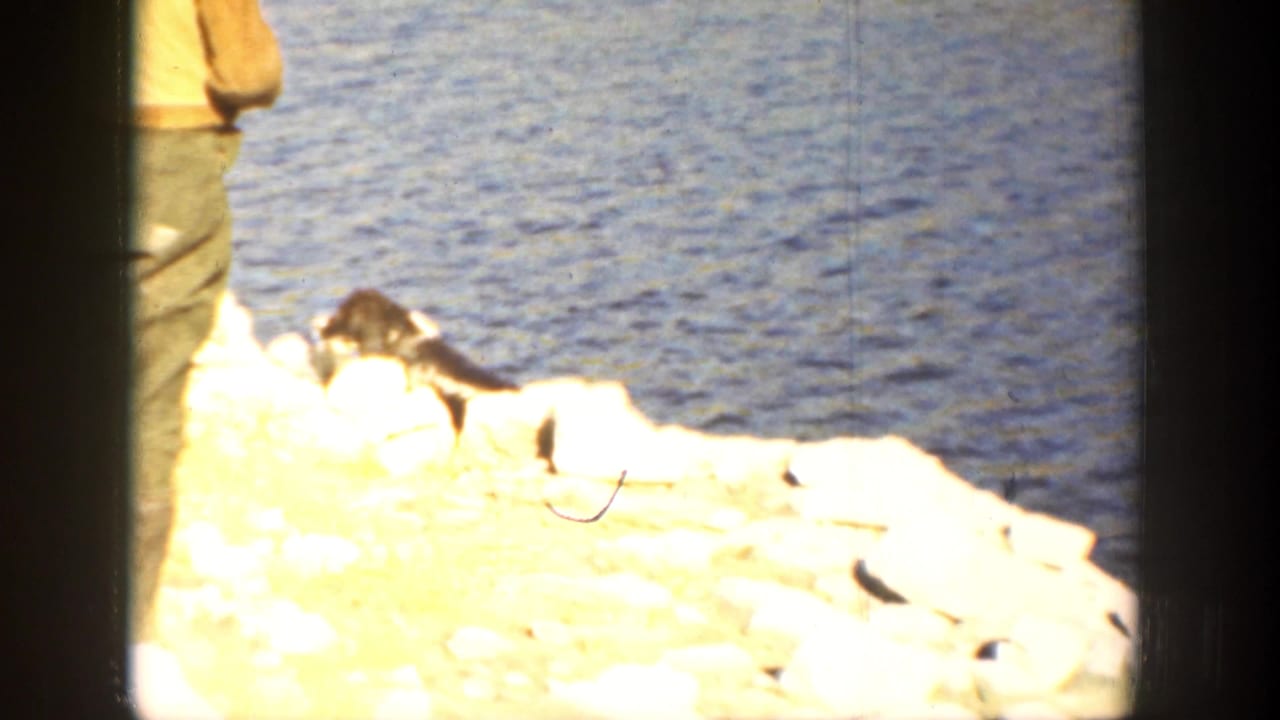 Dog near surf on rocks with a partial adult figure at the left edge.