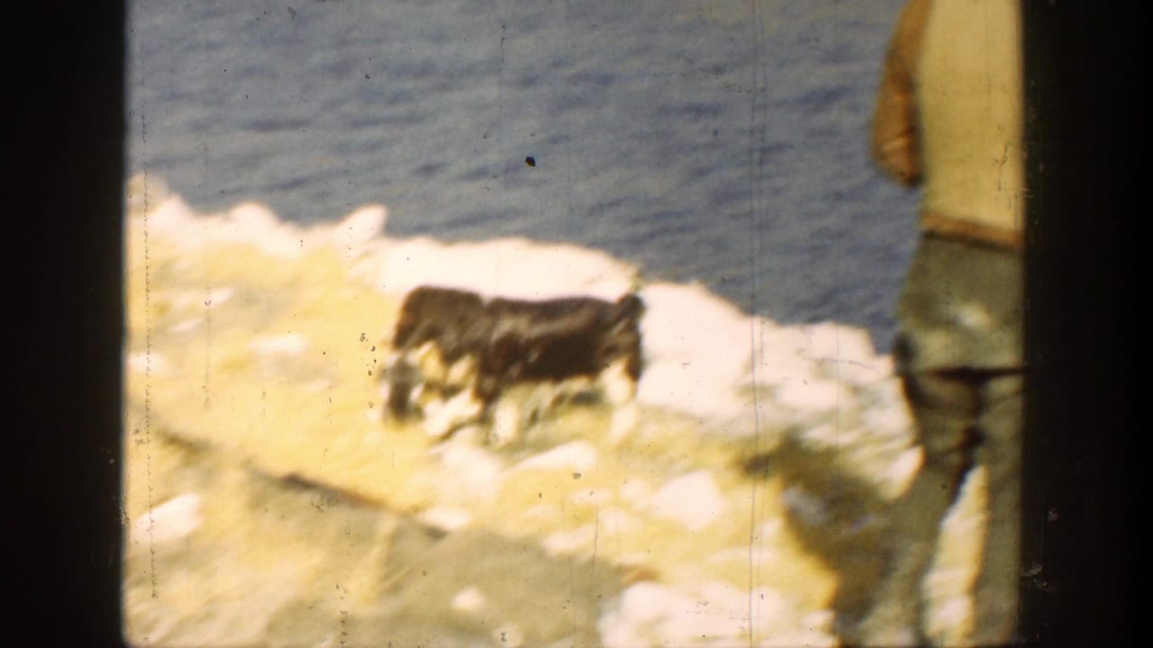 Dog walking out of the water onto pale rocks with a partial person at right.