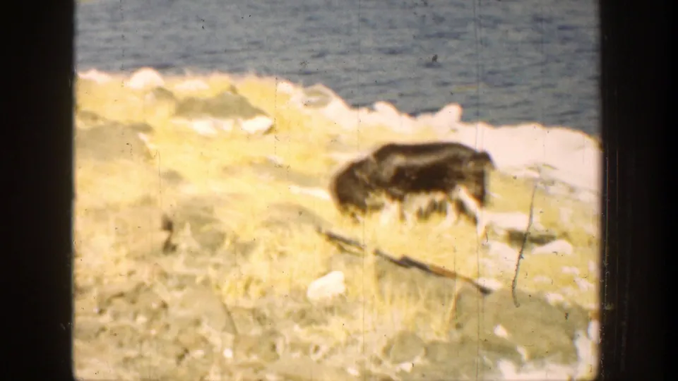 1936 California 8mm frame showing a dark dog on sunlit coastal rocks with blue water and white surf behind it.
