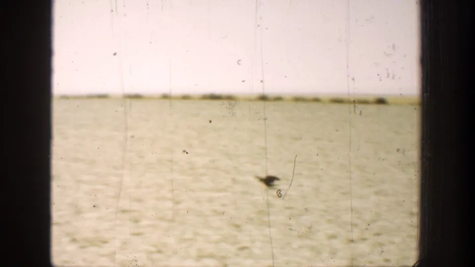 A fallen bird rests on the sunlit ground in the 1936 California hunting scene, framed by scratched 8mm film.