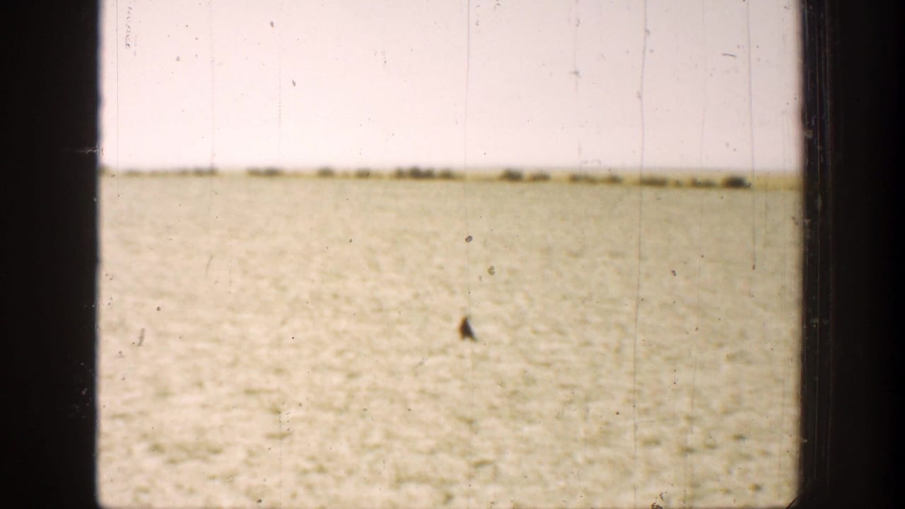 Pale field and bright sky seen through dark vertical frame edges, with a small dark bird shape in the distance.