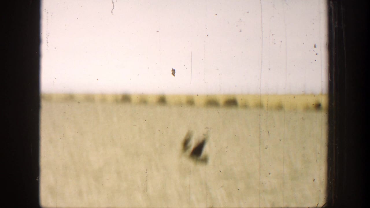 Soft-focused field and sky with two dark bird shapes near the right side, framed by vertical dark edges.