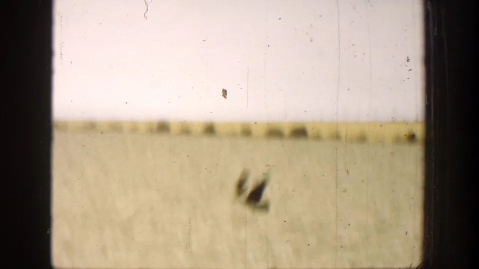 Soft 1936 California 8mm view of an open field with two dark bird shapes near the right side and heavy foreground framing.