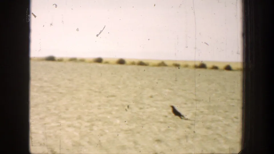 1936 California 8mm frame of a large dark bird standing in a sunlit field, with distant horizon and visible film wear.