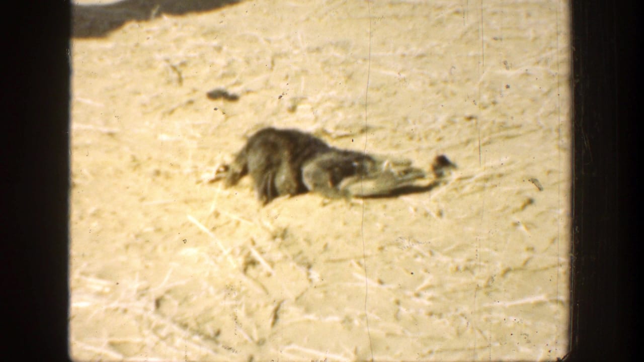 Small bird lying on pale sandy ground behind dark window framing.