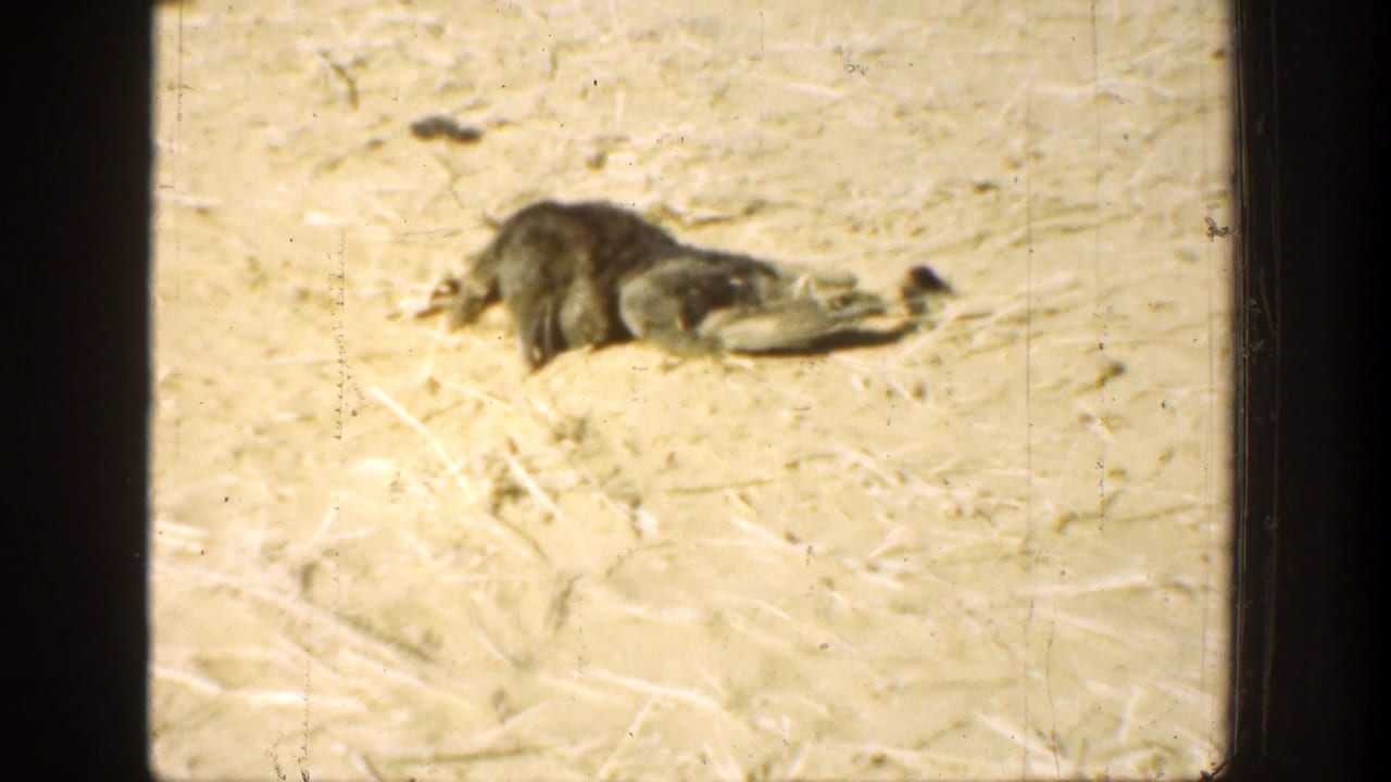 Bird remains low on sandy soil with dark vertical frame at left.