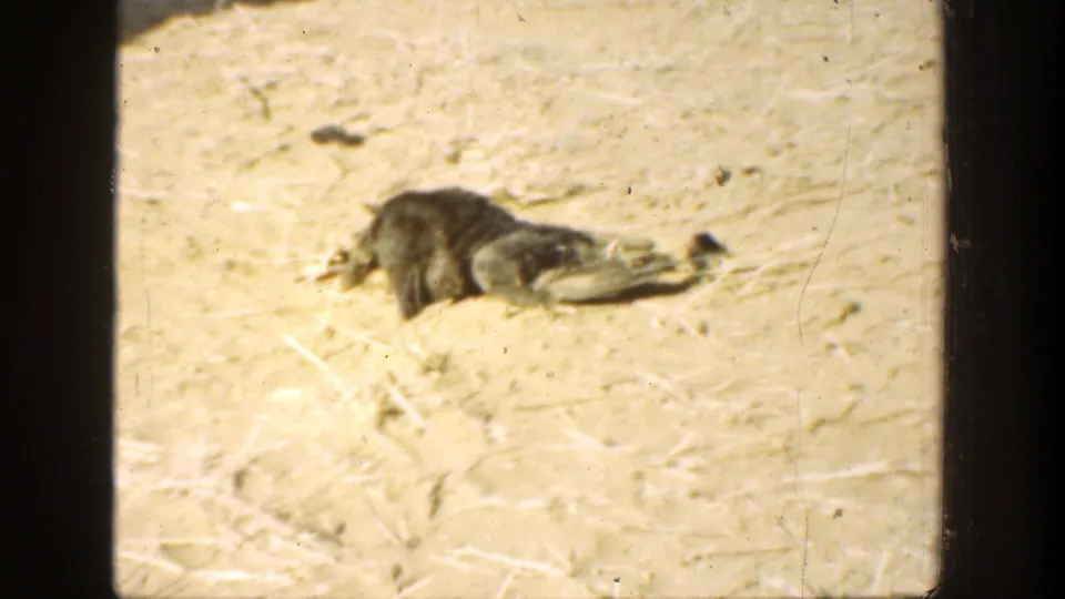 1936 California 8mm frame showing the bird on pale sand beneath a dark horizontal frame edge and central divider.