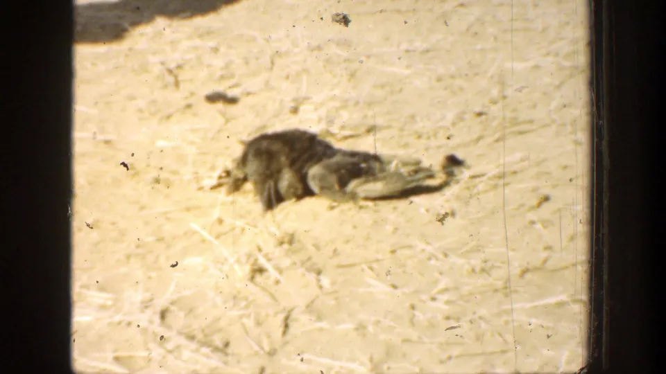 1936 California 8mm frame of the small bird on sandy soil, seen through dark window bars with visible film wear.