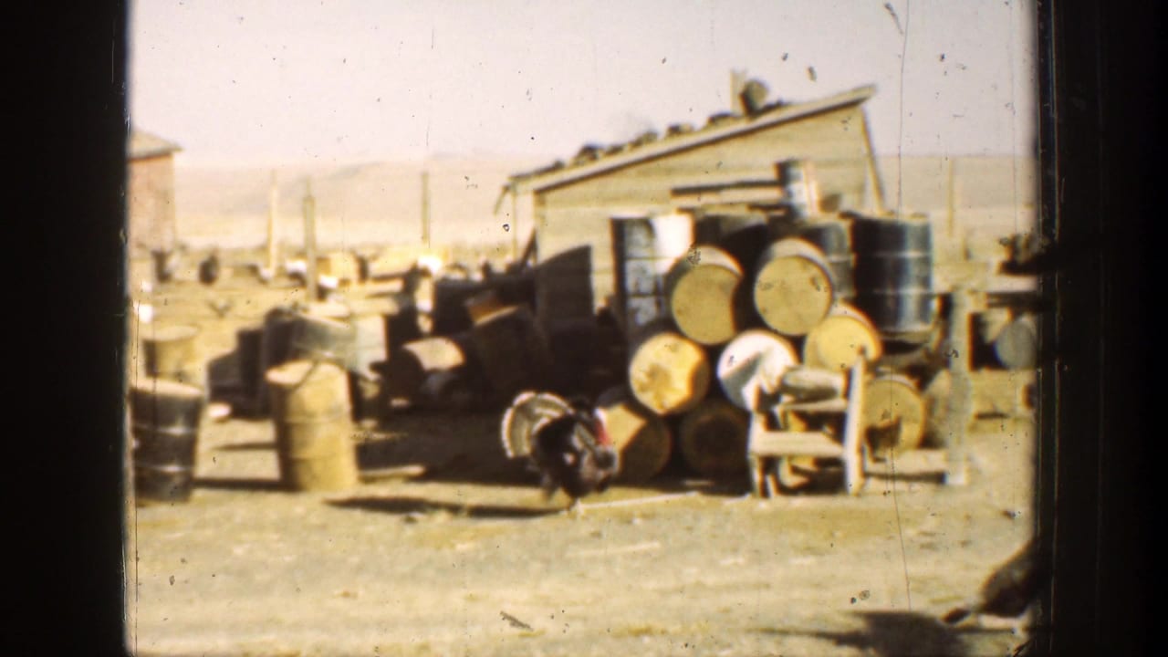 Peacock near stacked barrels beside a shed in a dusty yard.