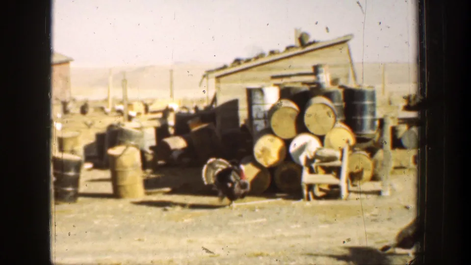 A peacock stands near stacked drums and barrels beside a weathered shed in 1930s California home-movie footage.