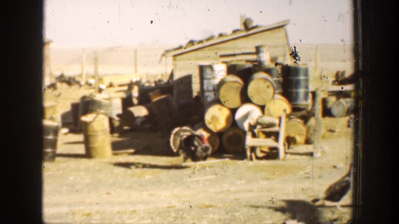 Peacock walking across a dusty yard past stacked barrels and drums.
