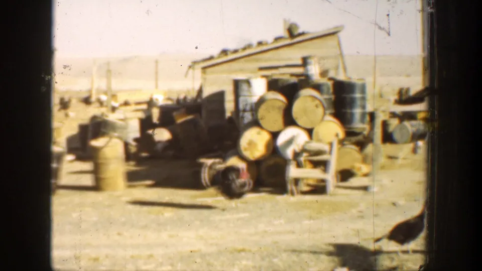A peacock crosses the foreground while stacked wooden barrels, metal drums, and a weathered shed fill the background.
