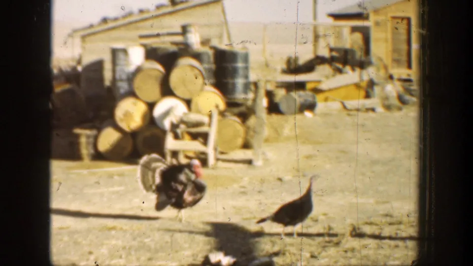 A peacock walks at the right edge of the dusty yard as another dark bird-like figure remains near stacked barrels and a shed.