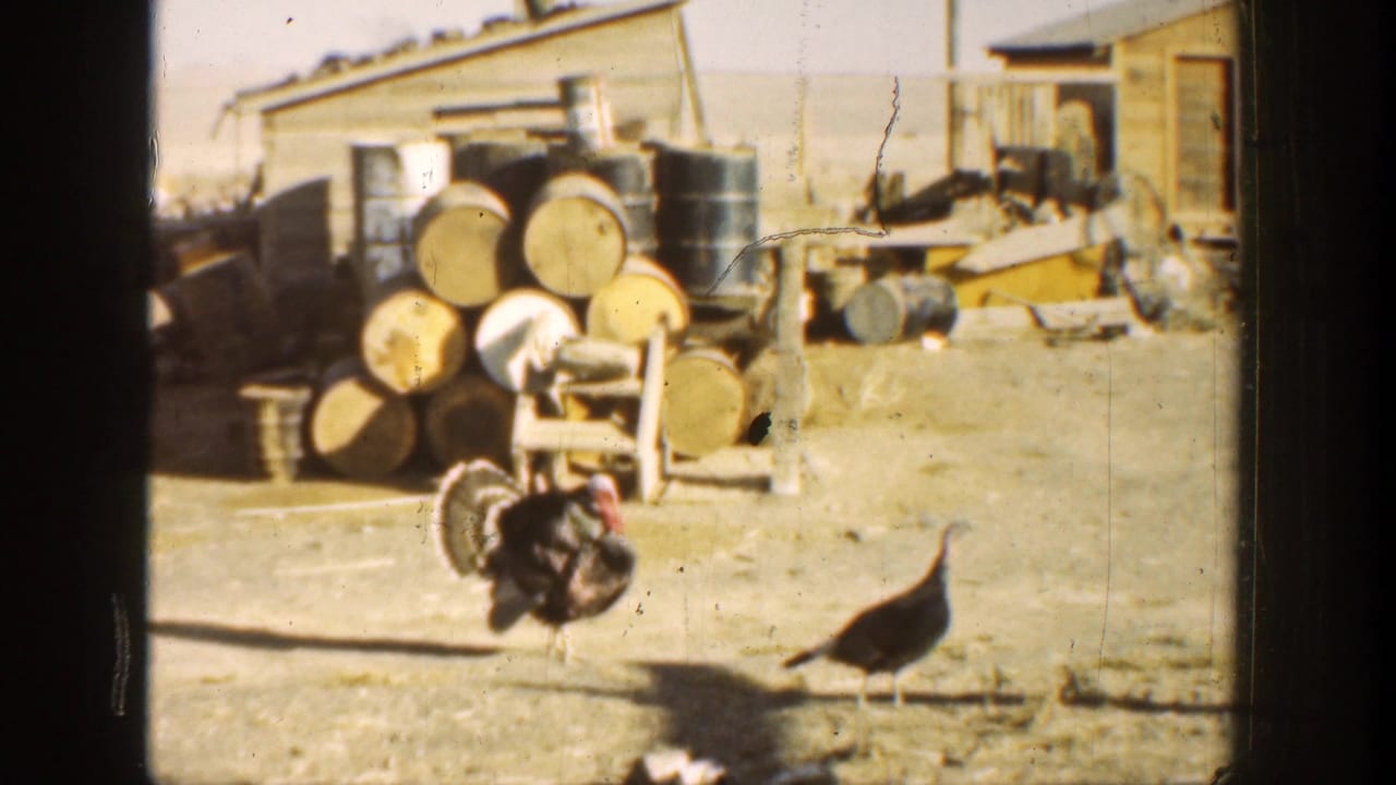 Farmyard with live turkeys, stacked barrels, sheds, and scattered equipment.