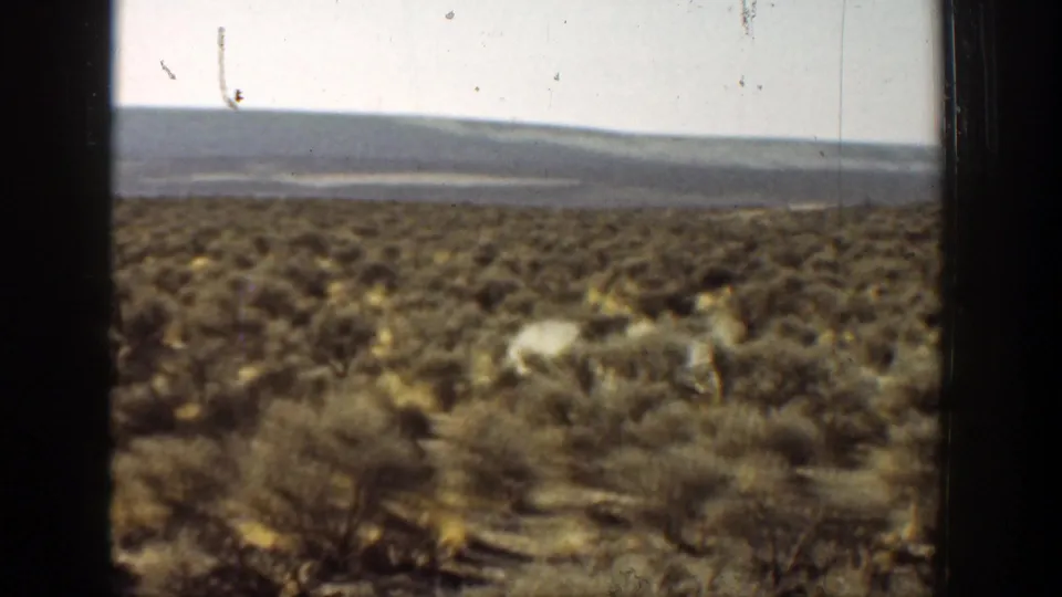 1936 California 8mm frame showing dry brush in the foreground and a low distant hill beneath a pale sky.