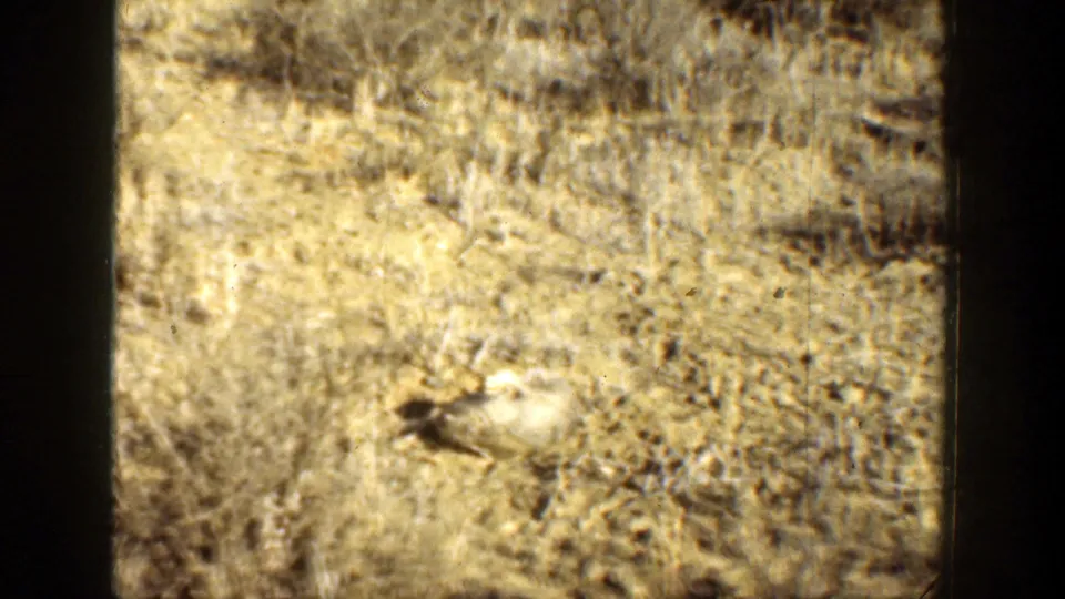 1936 California 8mm frame showing a small bird on dry ground amid sparse brush, with faded color and film grain.