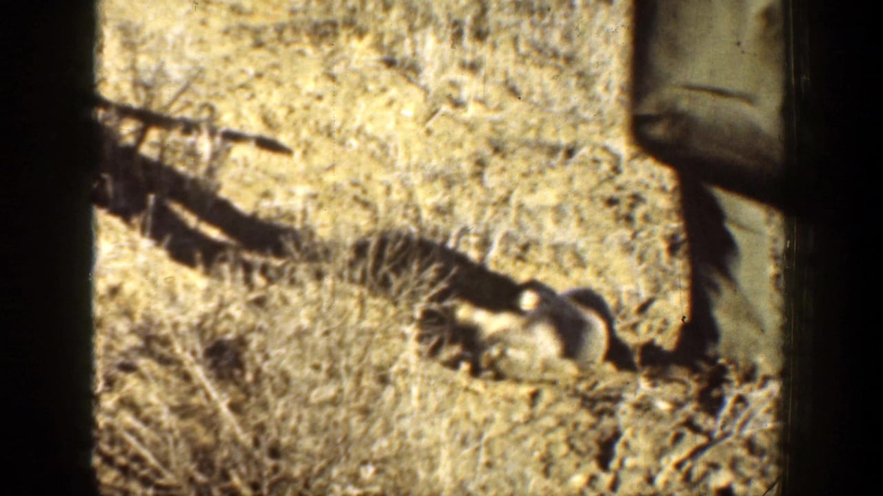 In 1936 California 8mm footage, booted legs stand near a small animal on dry desert soil with scrub around it.
