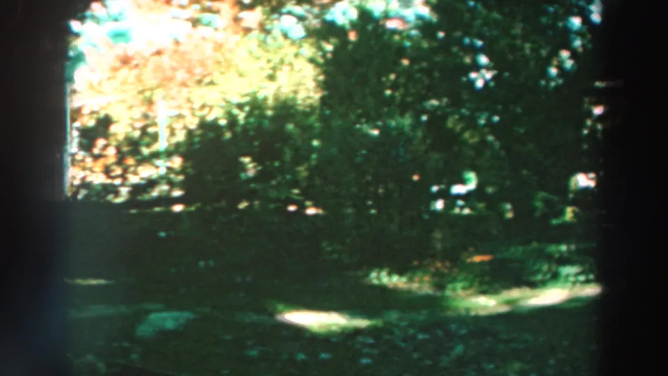 1964 Lake Winnebago frame with thick backyard greenery, bright filtered light, lawn or path patches, and a house edge at the side.