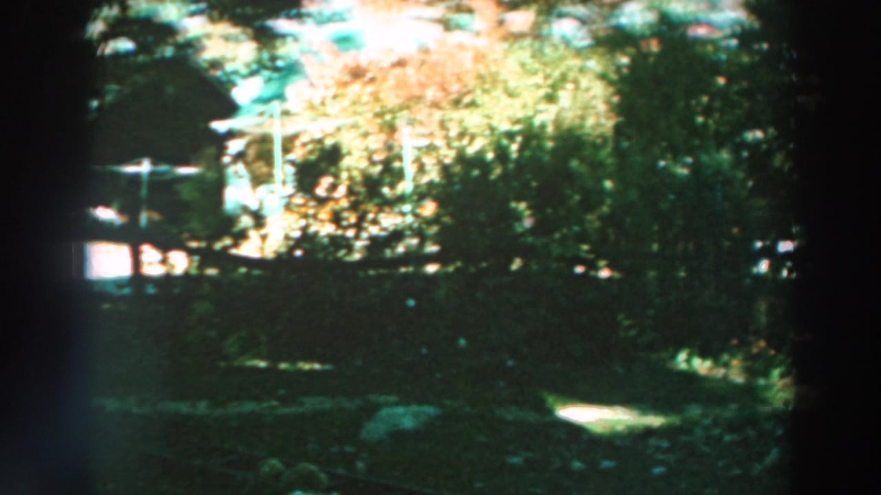 Shaded garden with trees, shrubs, and bright sunlight beyond.