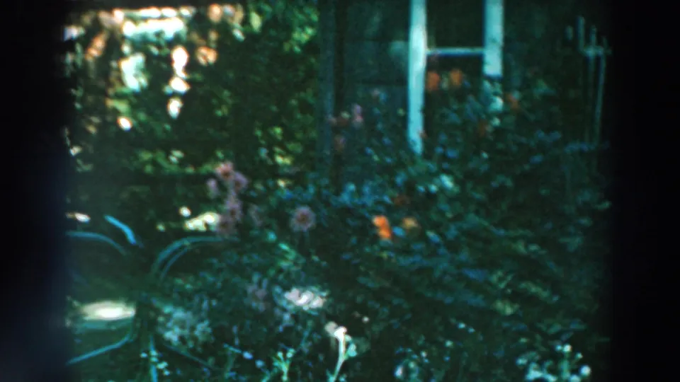1964 Lake Winnebago garden view with flowering plants, dense greenery, and a white-trimmed house window behind them.