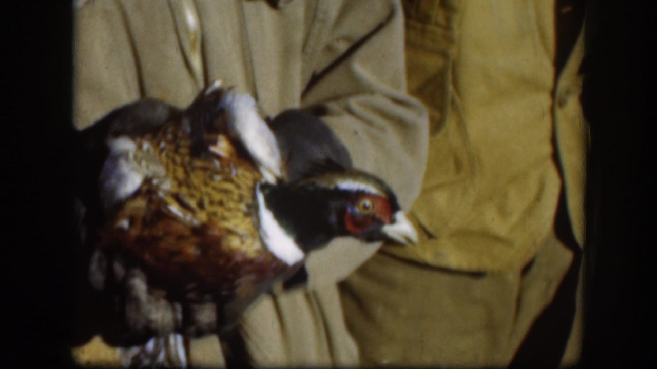 Close view of a pheasant held against a man's jacket.