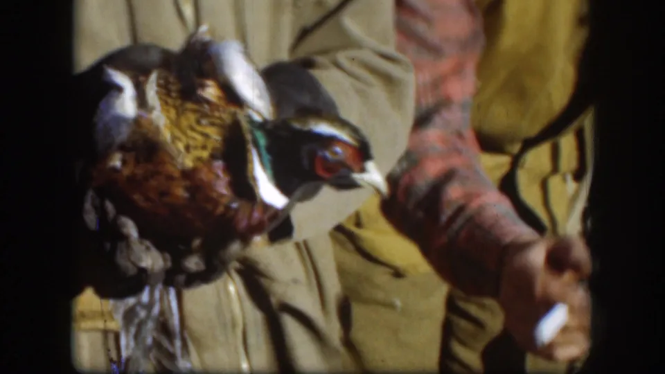 1958 Kansas home-movie close-up of a held pheasant beside cropped men in field clothing.