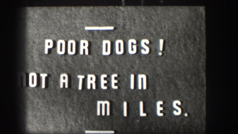 White block lettering on a dark title card reads “POOR DOGS! NOT A TREE IN MILES.”