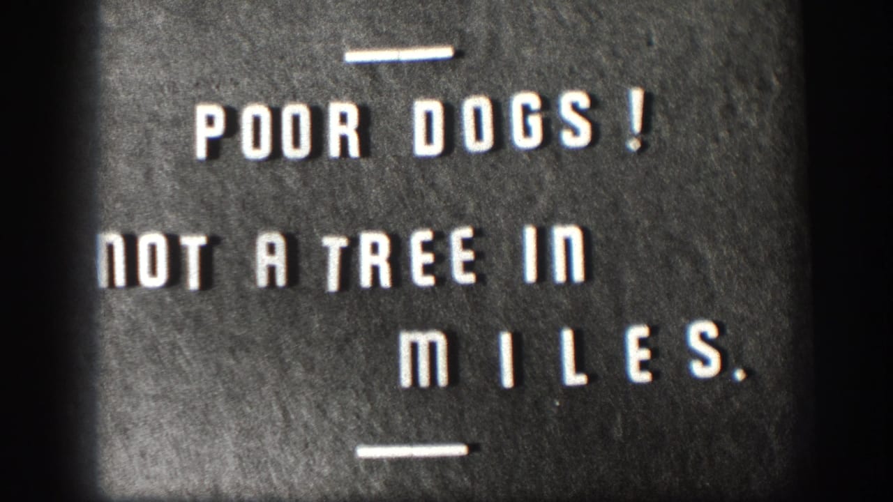 Cropped 8mm frame shows the humorous title card text about a treeless stretch of road.