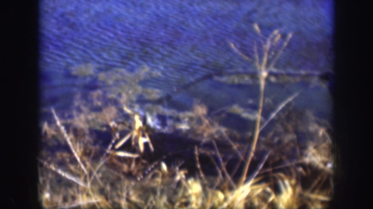 A close pond-edge view shows blue rippled water and dry grasses in 1958 Kansas home-movie footage.
