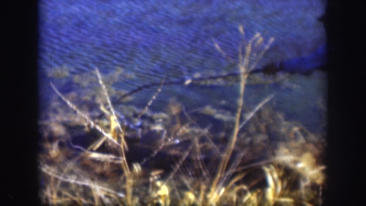 Tall dry reeds and blue lake water at the edge of a shoreline.