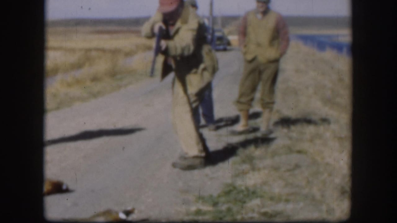 A hunter in 1958 Kansas footage walks beside an open field with a long gun, while dead ducks lie on the road edge.