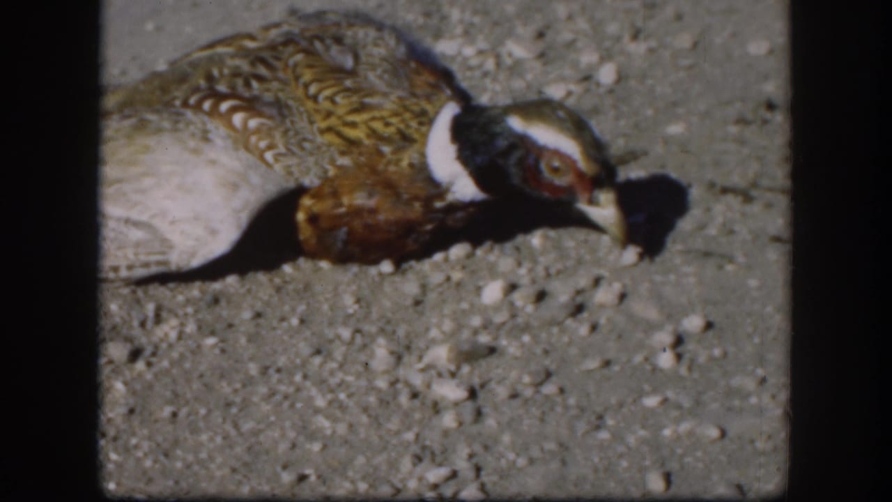 Ring-necked pheasant lying on gravel in hard sunlight.