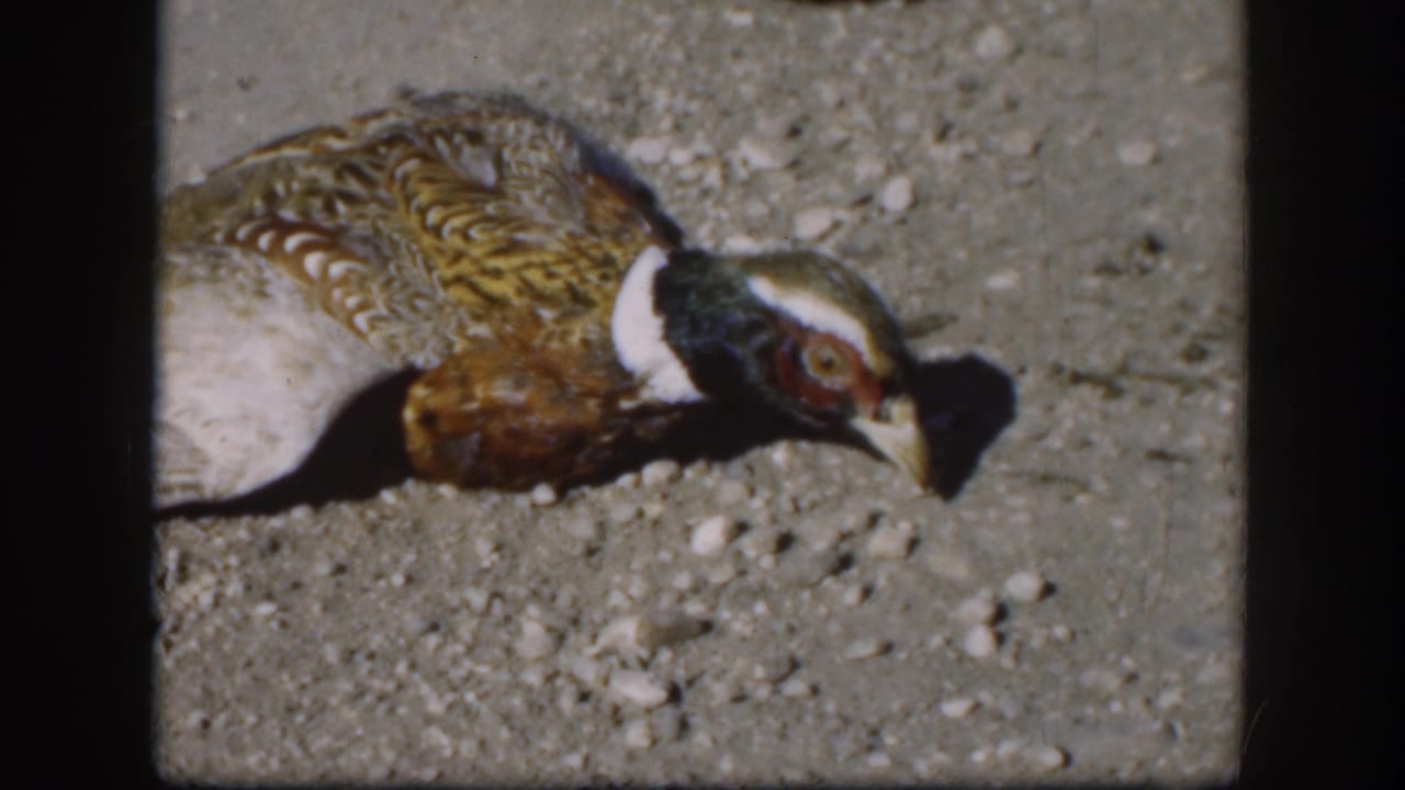 1958 Kansas home-movie frame showing the pheasant on gravel, its white neck band and colorful feather pattern visible.