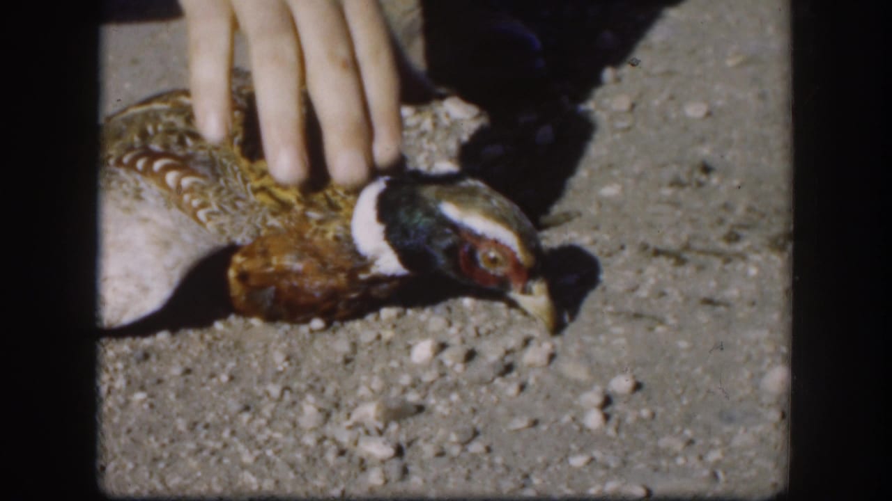1958 Kansas 8mm frame with a human hand placed on the back of an injured-looking pheasant on gravel.