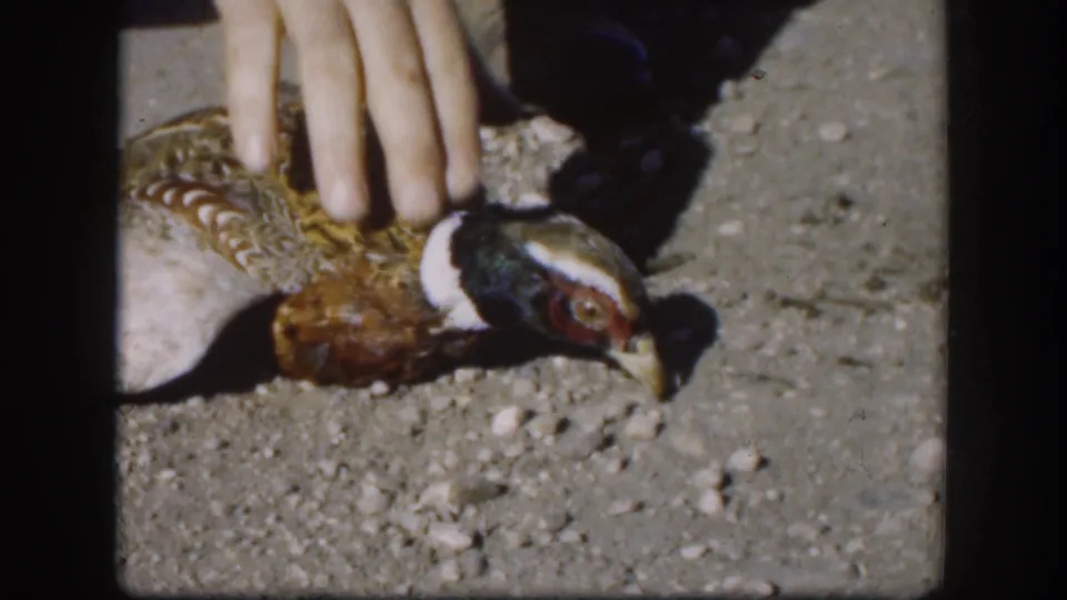 1958 Kansas 8mm frame with a human hand placed on the back of an injured-looking pheasant on gravel.