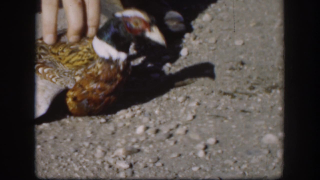 1958 Kansas home-movie frame showing a hand near the pheasant’s back while the bird lies on sunlit gravel.