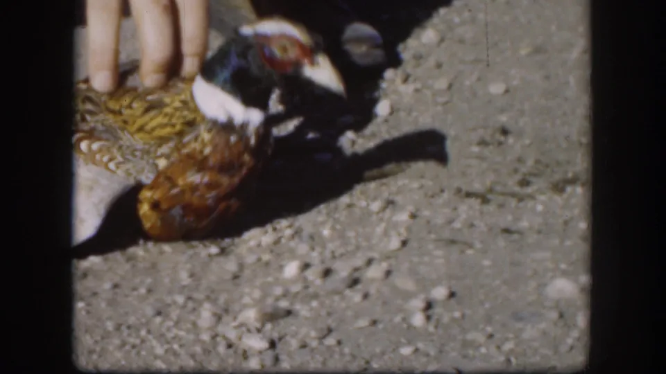 1958 Kansas home-movie frame showing a hand near the pheasant’s back while the bird lies on sunlit gravel.