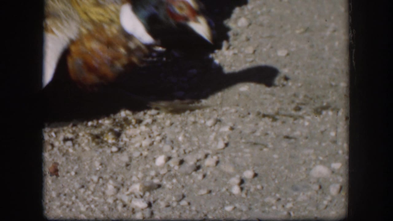 Close view of a pheasant lying on gravel in 1958 Kansas 8mm home-movie footage, partly cropped by the frame edge.