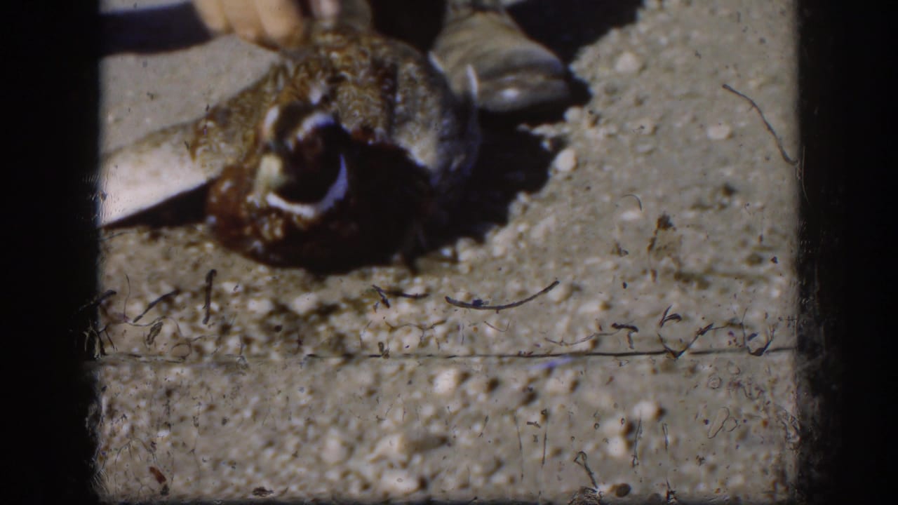 Close-up of a harvested pheasant on gravel, with a person's shoe at the top edge of the 1958 Kansas frame.