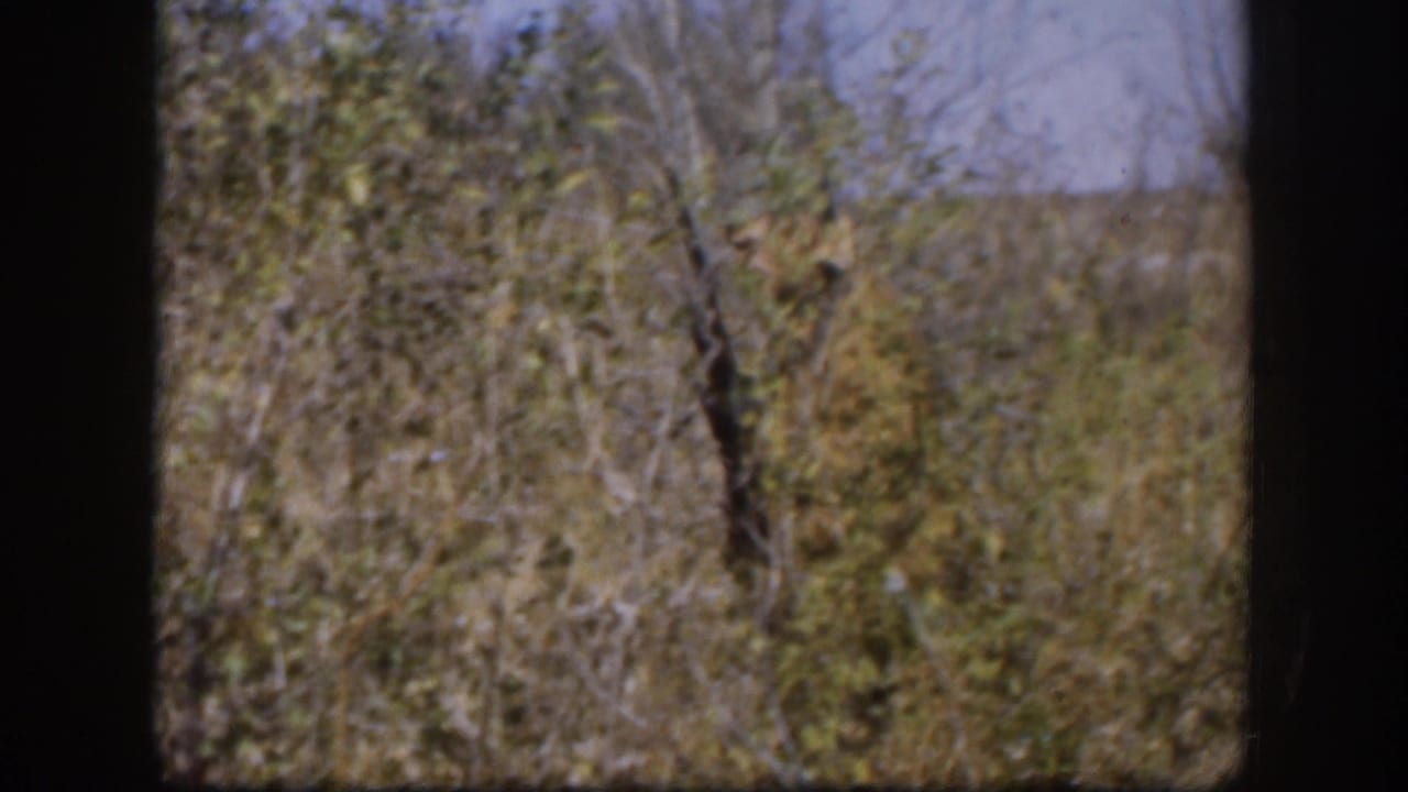 Brush and bare trees fill the frame with a dark film edge at left.